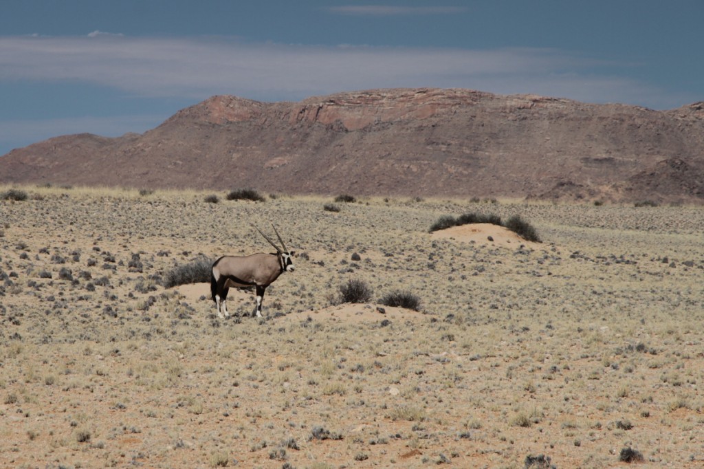 Oryx in Namibia